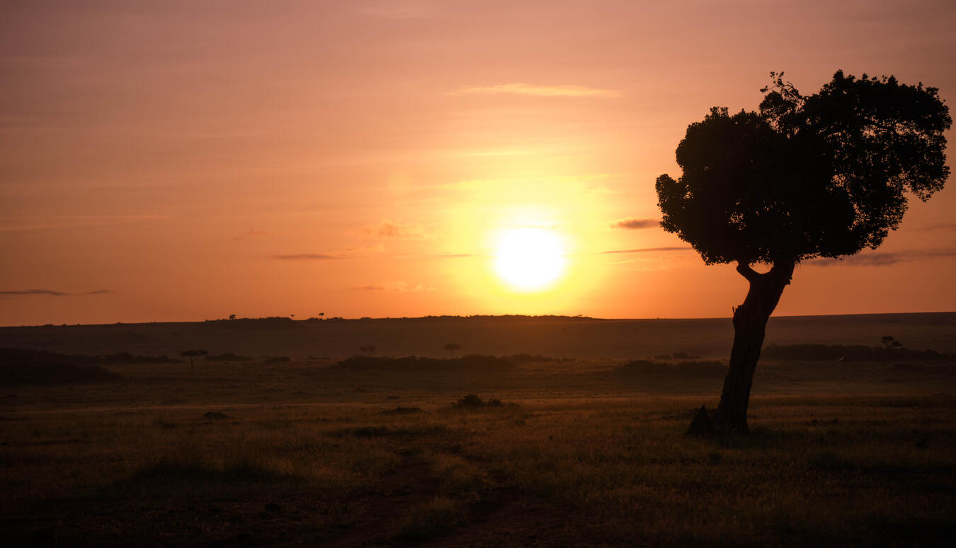 Photo of tree during sunset in masaii mara