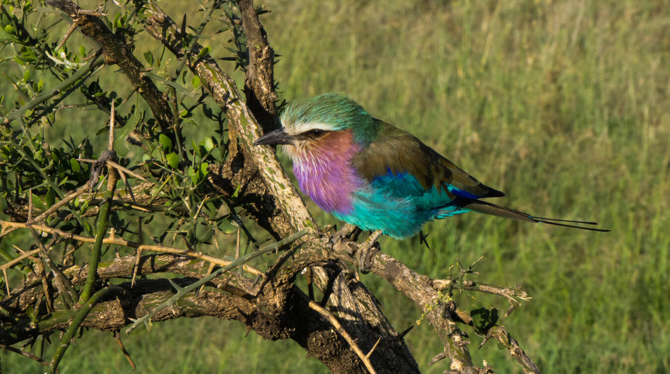 Photo of a lilac roller bird in kenya.